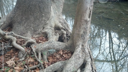 roots of a tree