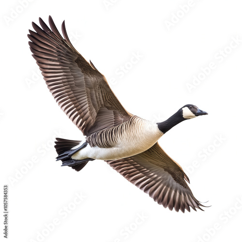Goose Flying Isolated
