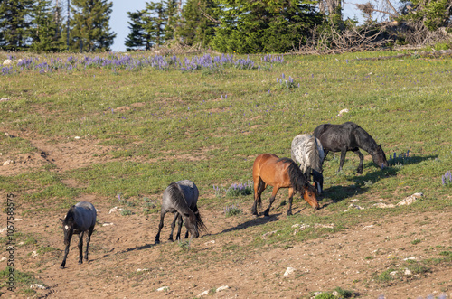 Wild Horses in the Pryor Mountains Montana in Summer photo