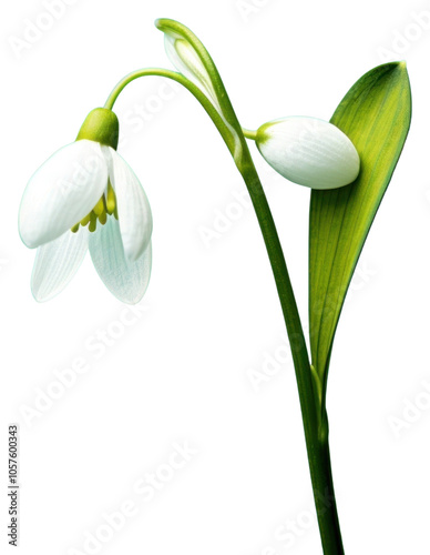 PNG Flower snowdrop plant petal.