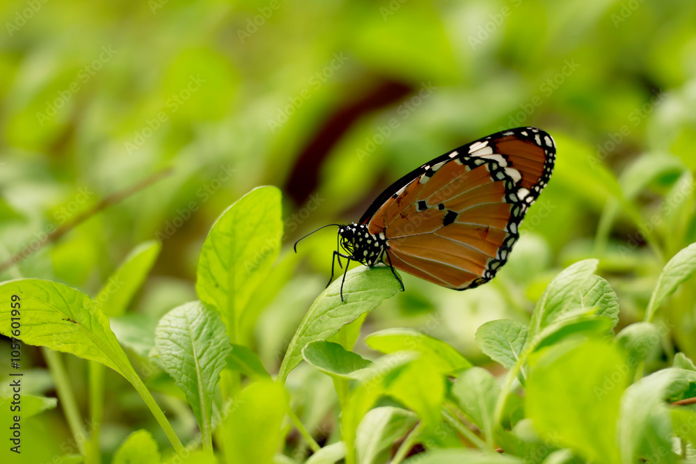 plain tiger butterfly Danaus chrysippus resting on mustard leaves plain tiger butterfly Danaus chrysippus resting on mustard leaves