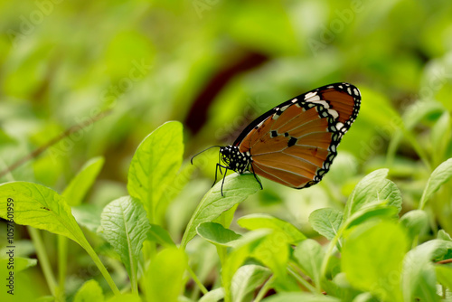 plain tiger butterfly Danaus chrysippus resting on mustard leaves