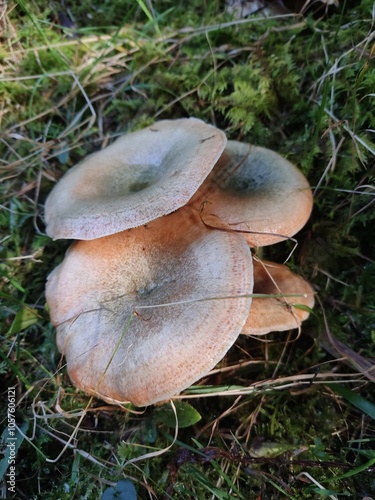 Lactarius deliciosus mushroom in the forest photo