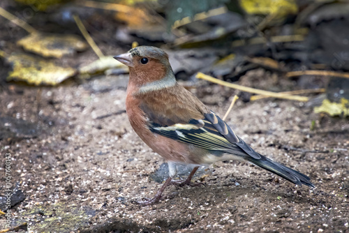 Chaffinch in the autumn