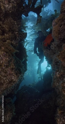 Wallpaper Mural Scuba diver swims over kelp reef crevice vertical. Torontodigital.ca