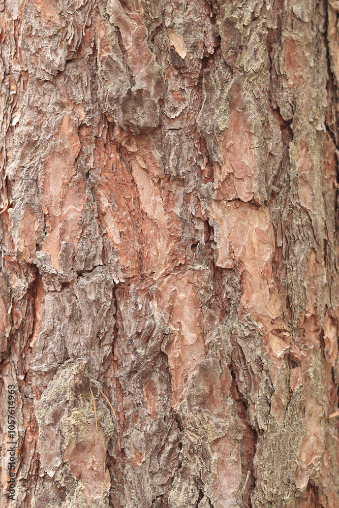 Pine bark texture, close-up. Natural wooden background. Tree trunk in the forest. Natural texture. Tree in the forest Pine bark texture, close-up. Natural wooden background. Tree trunk in the forest. Natural texture. Tree in the forest