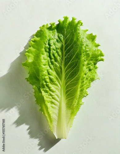 Hoja de lechuga