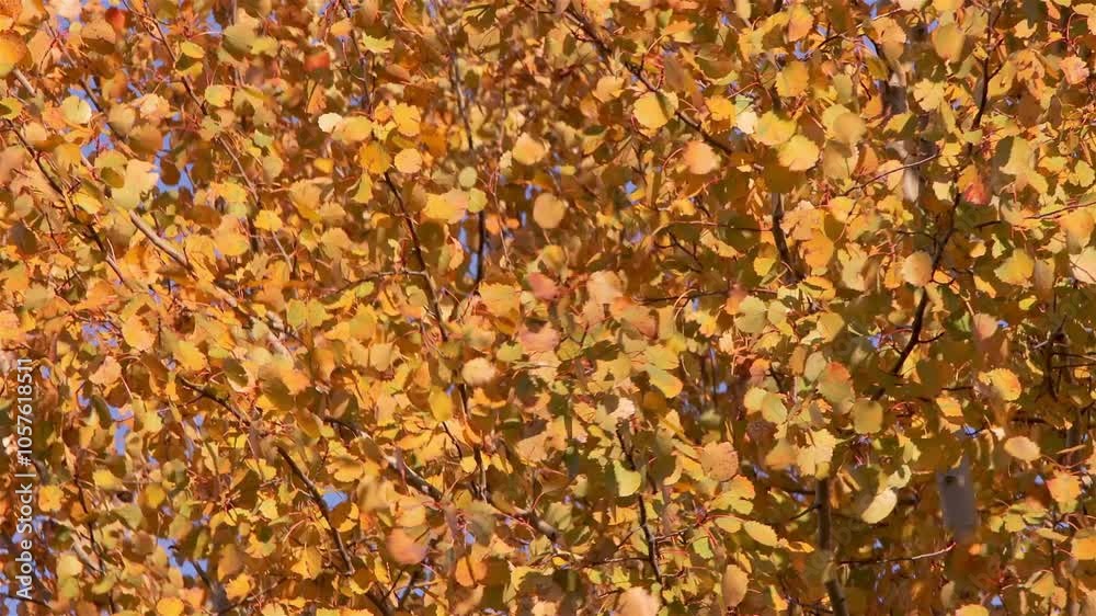 The golden leaves of the aspen gently flutter in the wind, displaying the beauty of autumn The golden leaves of the aspen gently flutter in the wind, displaying the beauty of autumn