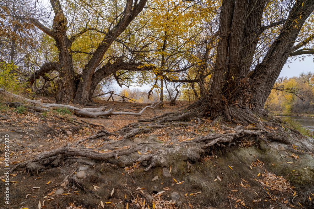 nostalgic fall landscape along the Poudre River in Fort Collins, Colorado nostalgic fall landscape along the Poudre River in Fort Collins, Colorado
