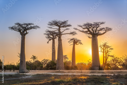 Fototapeta Naklejka Na Ścianę i Meble -  A breathtaking sunset illuminates the baobab trees. The towering trees stand silhouetted against the golden sky. Tourists and locals gather to admire the breathtaking scene. Morondava, Madagascar.