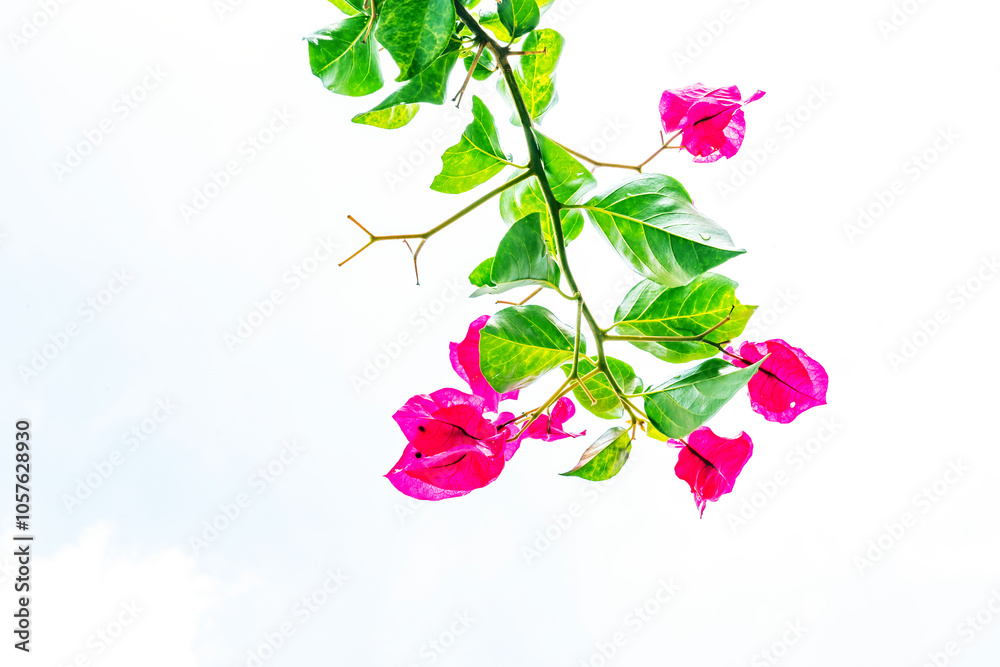 Fototapeta premium Blooming branch, flowers and inflorescence of bougainvillea isolated on white background. Copy space background
