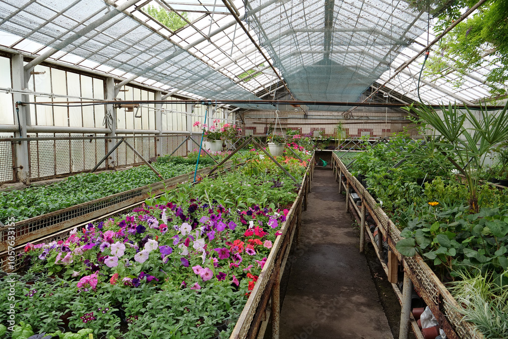 Flowers in greenhouse. Protection and safe of rare plants. Green plants grows Flowers in greenhouse. Protection and safe of rare plants. Green plants grows