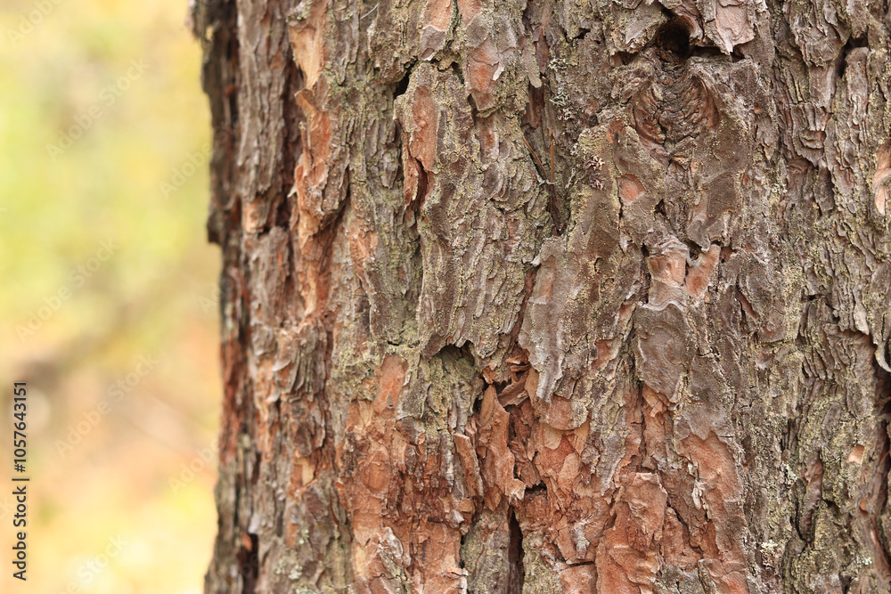 Pine tree, bark close-up. Close-up of pine bark in the forest for a natural background. Nature. Details. Focus on pine tree trunk with blurred background Pine tree, bark close-up. Close-up of pine bark in the forest for a natural background. Nature. Details. Focus on pine tree trunk with blurred background