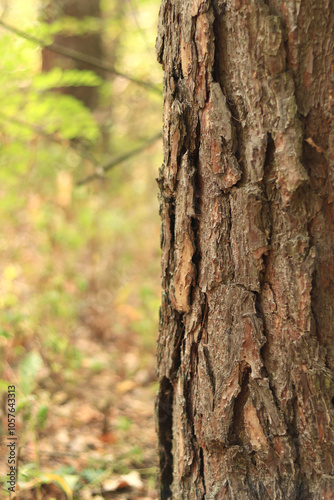 Pine tree, bark close-up. Close-up of pine bark in the forest for a natural background. Nature. Details. Focus on pine tree trunk with blurred background