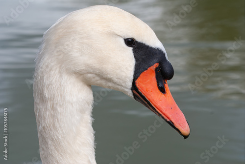 Olhar de um cisne Branco. Um retrato de uma ave aquatica frequente em parques de lazer com grandes lagos.