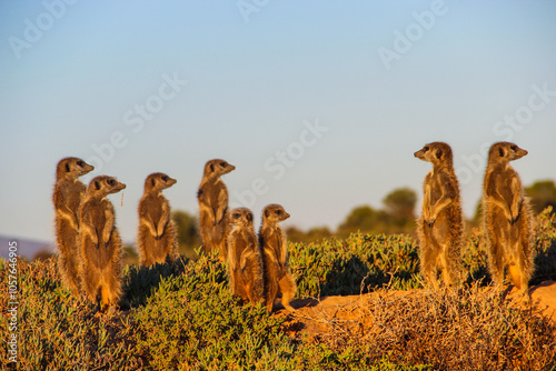 Photography Cute Meerkats stand alert as sun rises over the South African savanna