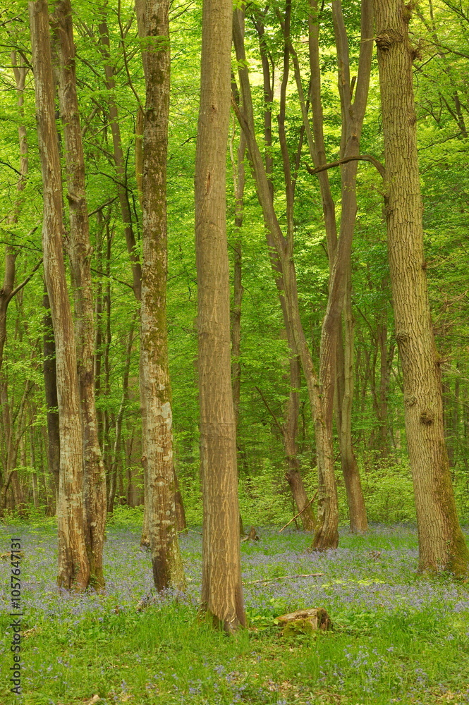 Obraz premium Forêt - Compiègne