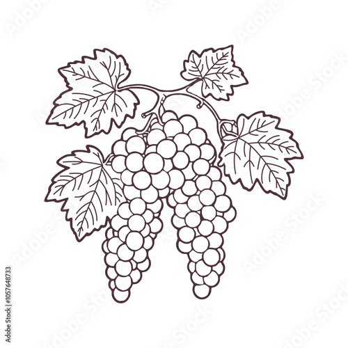 Bunch of grapes with leaves, sketch, outline drawing. Hand drawn illustration on white background.