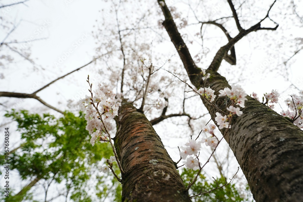 Fototapeta premium 春の曇りの天気の中桜の木を下から眺めている