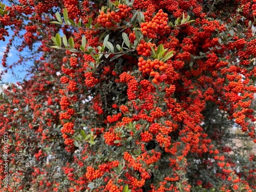 Pyracantha coccinea Firethorn strawberries. Coccinea fruit texture. Vibrant Berries. Closeup Heap Of Pyracantha Orange Red Berries, Firethorn. Shrub In Landscaping, Rosaceae. Evergreen shrub. photo