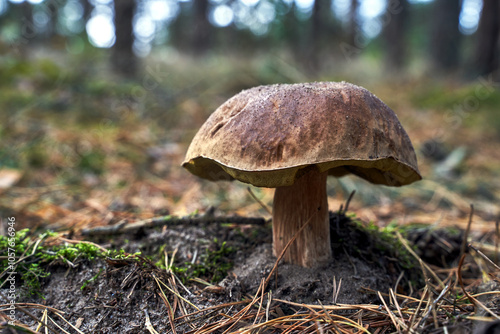 a handsome edible boletus mushroom growing in the forest during autumn