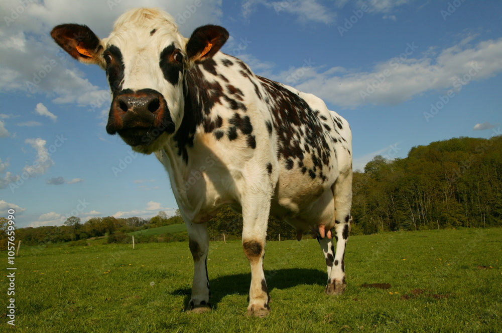 Vache normande (Orne) Vache normande (Orne)