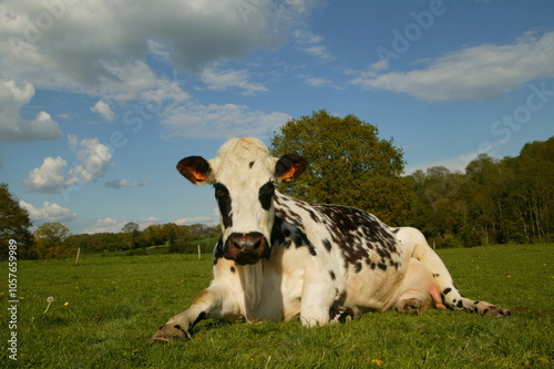 Vache normande (Orne)