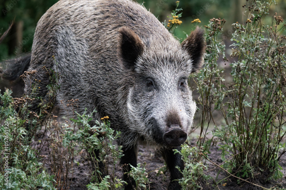 Wild boar (Sus scrofa) digging in the dirt for food Wild boar (Sus scrofa) digging in the dirt for food