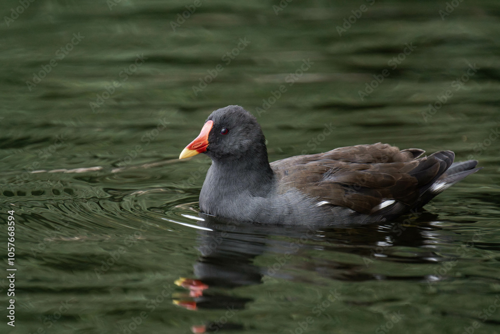 Common moorhen (Gallinula chloropus) swimming on a lake Common moorhen (Gallinula chloropus) swimming on a lake