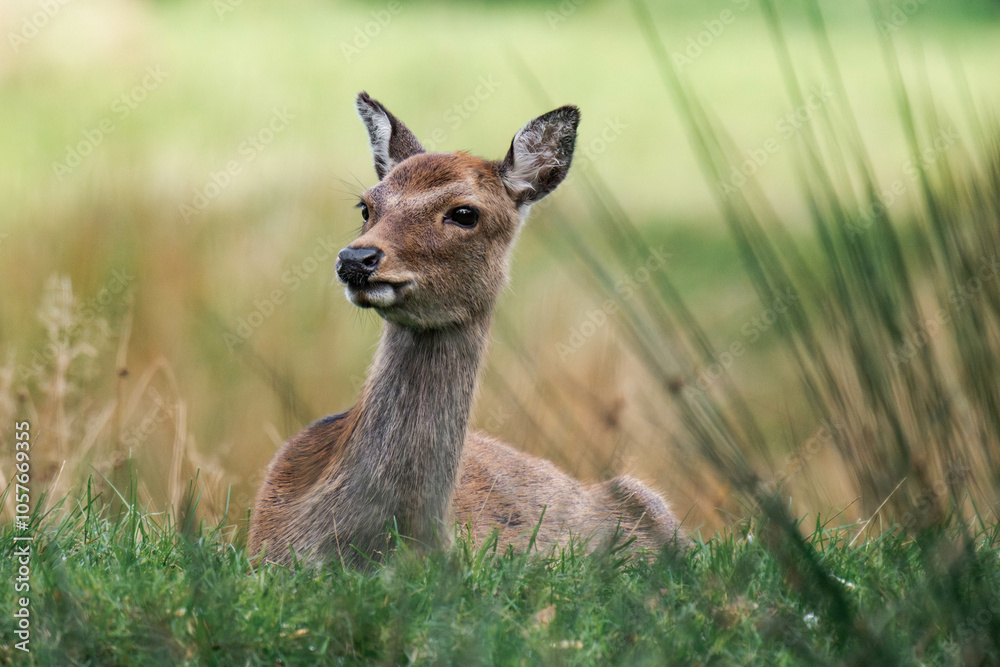 Female sika deer (Cervus nippon) Female sika deer (Cervus nippon)