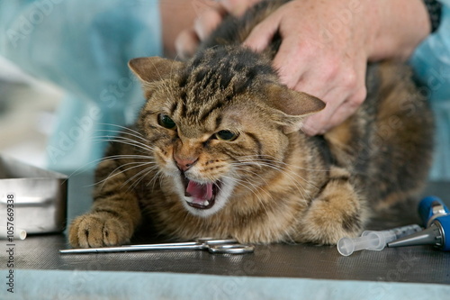 Chat de gouttière chez le véetrinaire