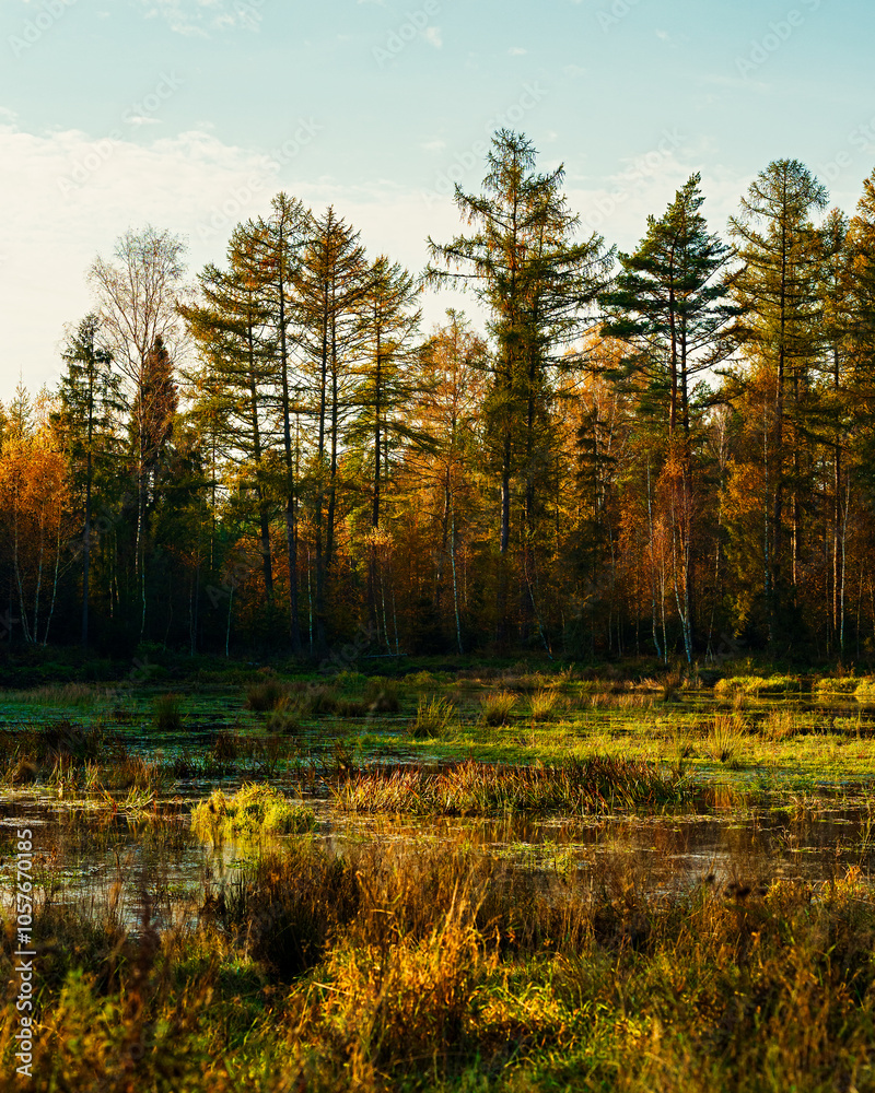 Fototapeta premium Golden hour in a beautiful colorful autumn forest