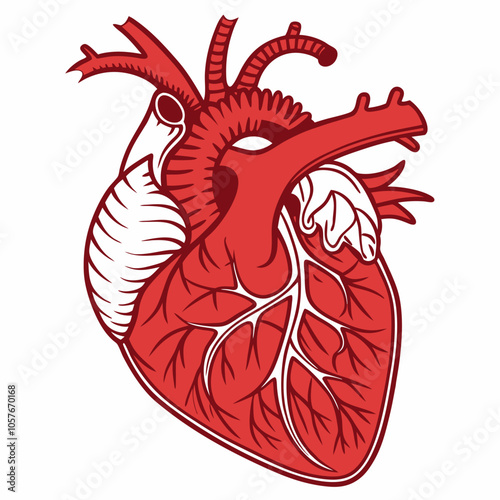 A detailed illustration of a human heart, showcasing its intricate anatomy. This vector graphic is perfect for medical education, anatomical studies, or artistic representations of the human body.