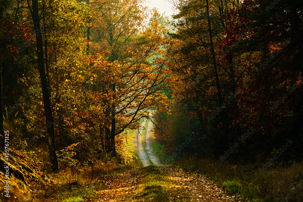 Obraz premium Golden hour in a beautiful colorful autumn forest