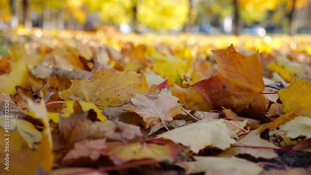 Close up view of empty autumn forest at sunny day. Yellow maple leaves lying on lawn at woodland. Gentle wind blowing through colorful foliage on the ground at parkland. Low view Slow motion Close up view of empty autumn forest at sunny day. Yellow maple leaves lying on lawn at woodland. Gentle wind blowing through colorful foliage on the ground at parkland. Low view Slow motion