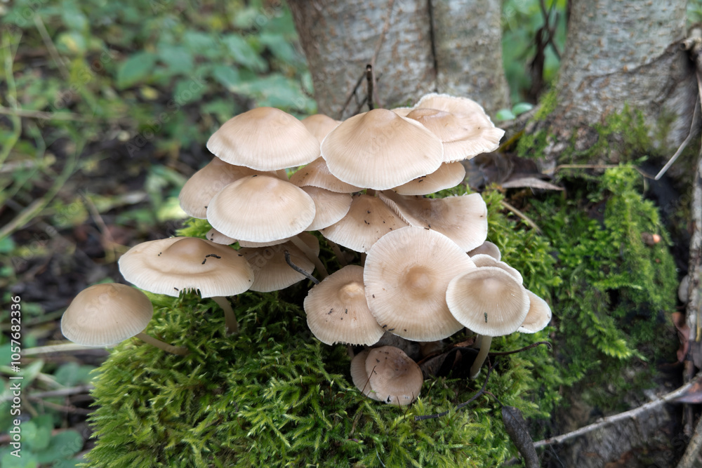 Mycena laevigata mushrooms on an old stump covered with green moss closeup Mycena laevigata mushrooms on an old stump covered with green moss closeup