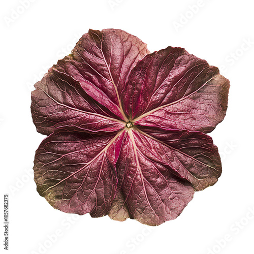 Beautiful red leaf on white isolate background