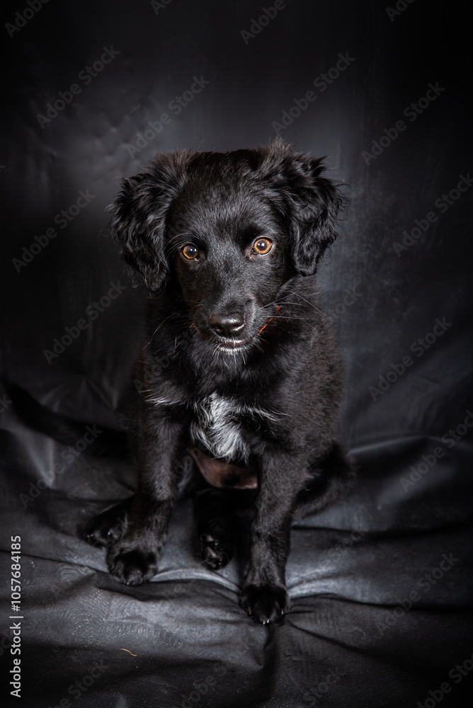 Cute black breed mixed four months old puppy with orange collar Cute black breed mixed four months old puppy with orange collar