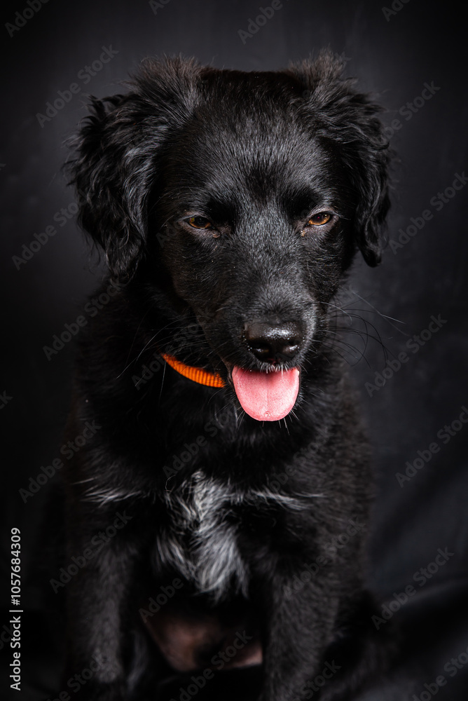 Black breed mixed four months old puppy with tongue out on black background Black breed mixed four months old puppy with tongue out on black background