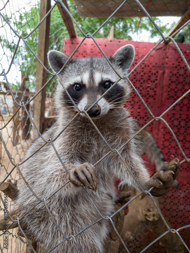 A young raccoon in a cage and looking at the camera
