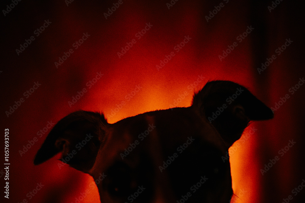 Straszne psie uszy duchy przebranie psa na halloween