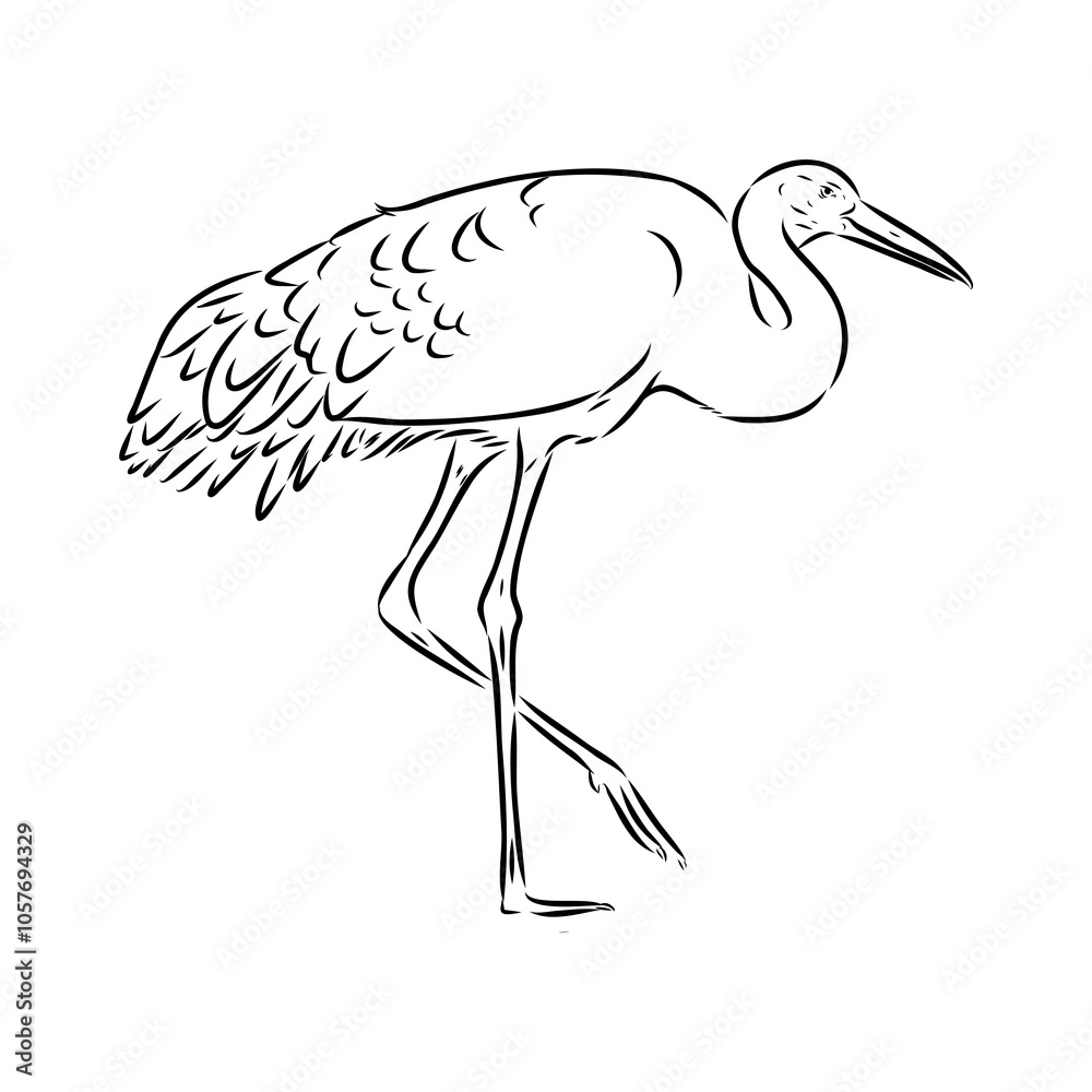 Fototapeta premium Hand drawn Brolga, Australian crane illustration