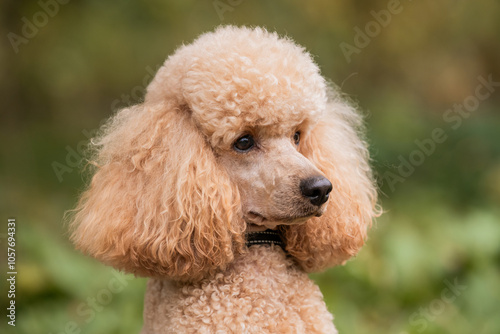 Close-up portrait of adorable apricot poodle head and face looking from the side, outside