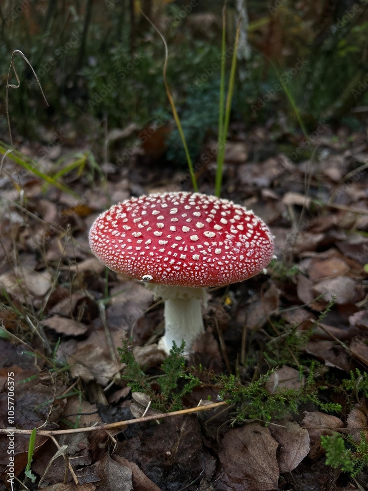 fly mushroom fly mushroom