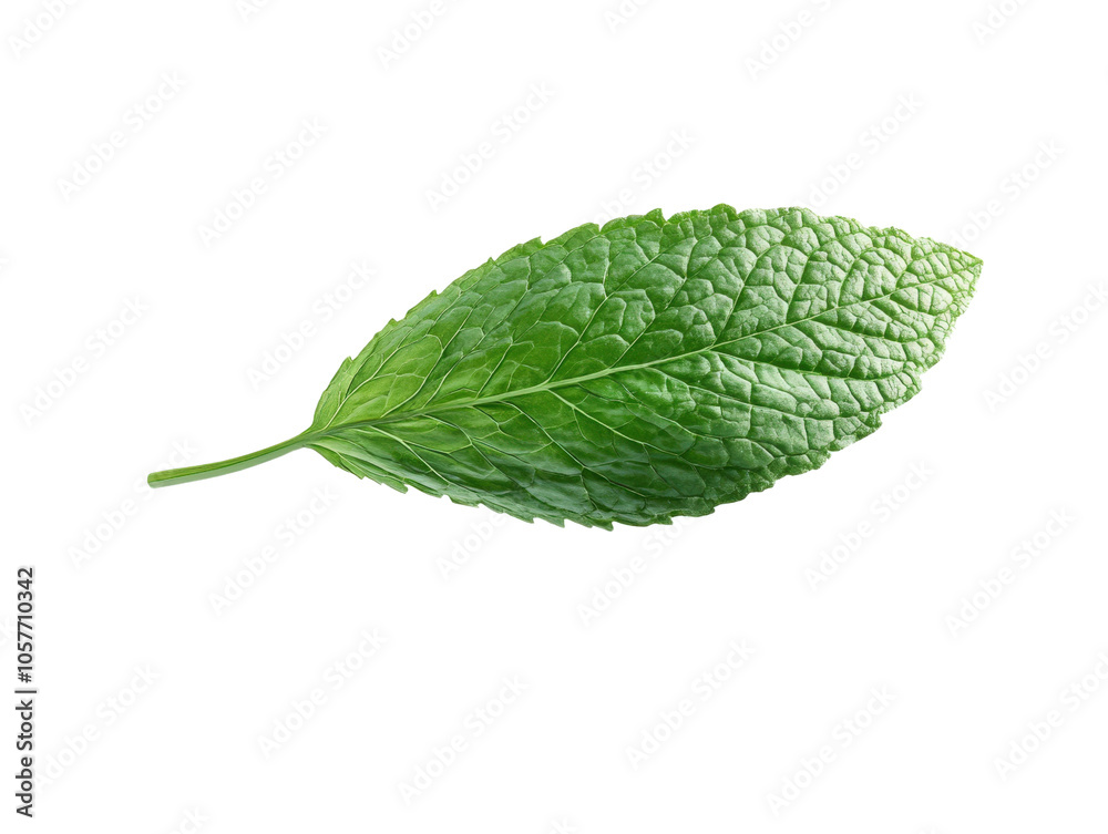Obraz premium Fresh green mint leaf, white isolate background.