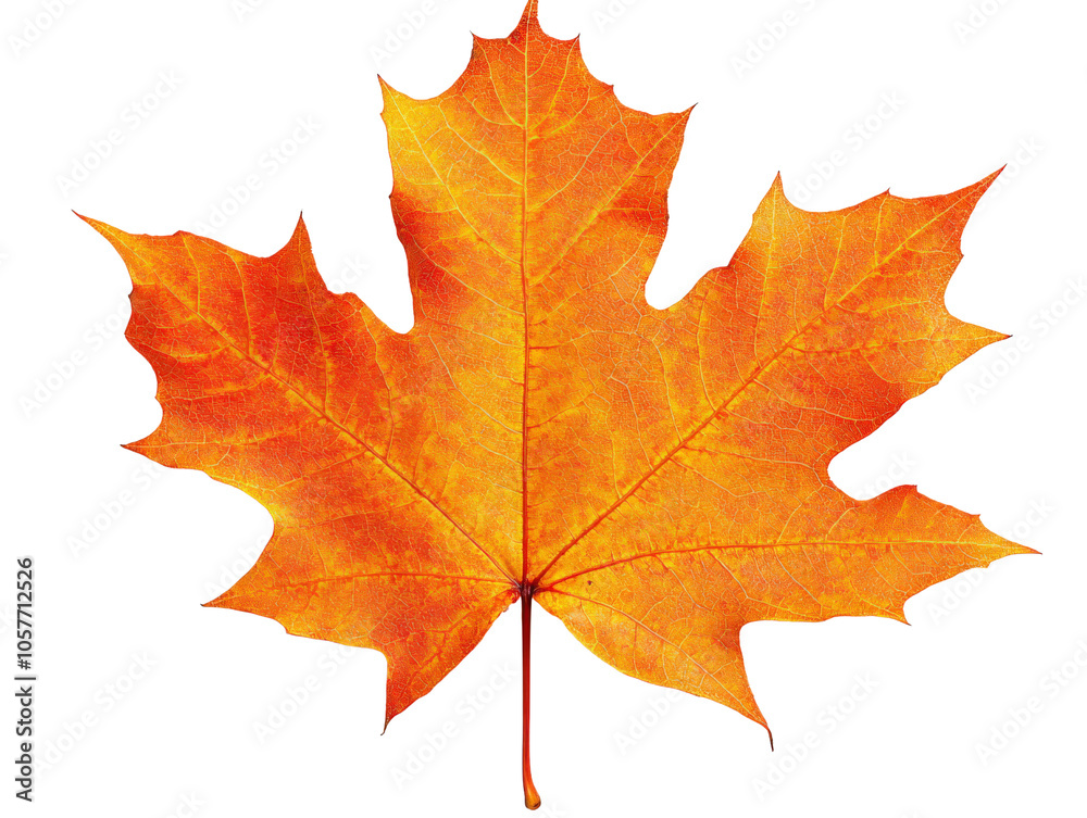 Vibrant orange maple leaf, detailed texture, white isolate background. Vibrant orange maple leaf, detailed texture, white isolate background.