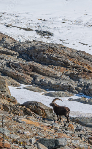 Ibex alpine wild goat with big horns sitting on a rock with snow covered mountain tops in the background photo