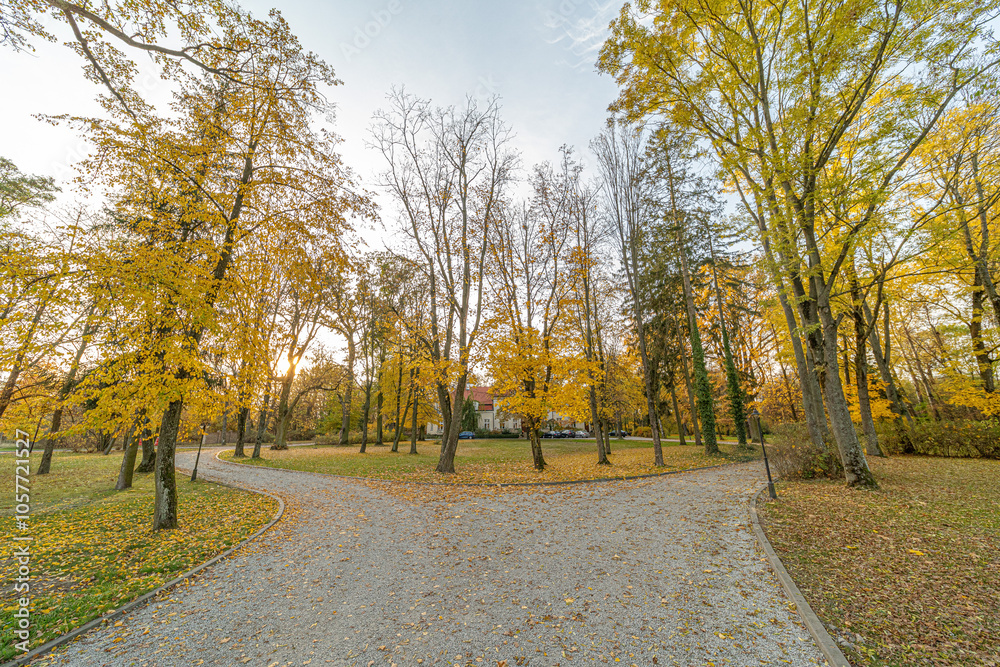 Naklejka premium jesień, liście, drzewa, jesienią, drzew, październik, liści, krajobraz, zółty, złota, park, ogród