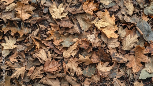 Dense Forest Floor Covered in Autumn Leaves