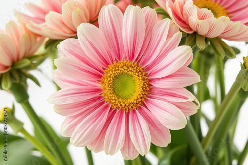 Elegant pink chrysanthemum blossoms in full bloom with vibrant petals and lush green foliage.